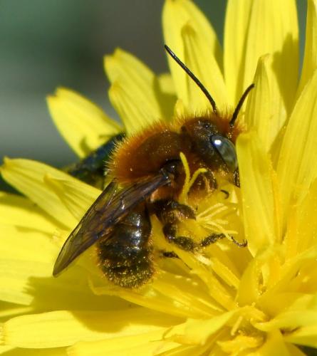 Réf. 279 127 : Osmia sp.